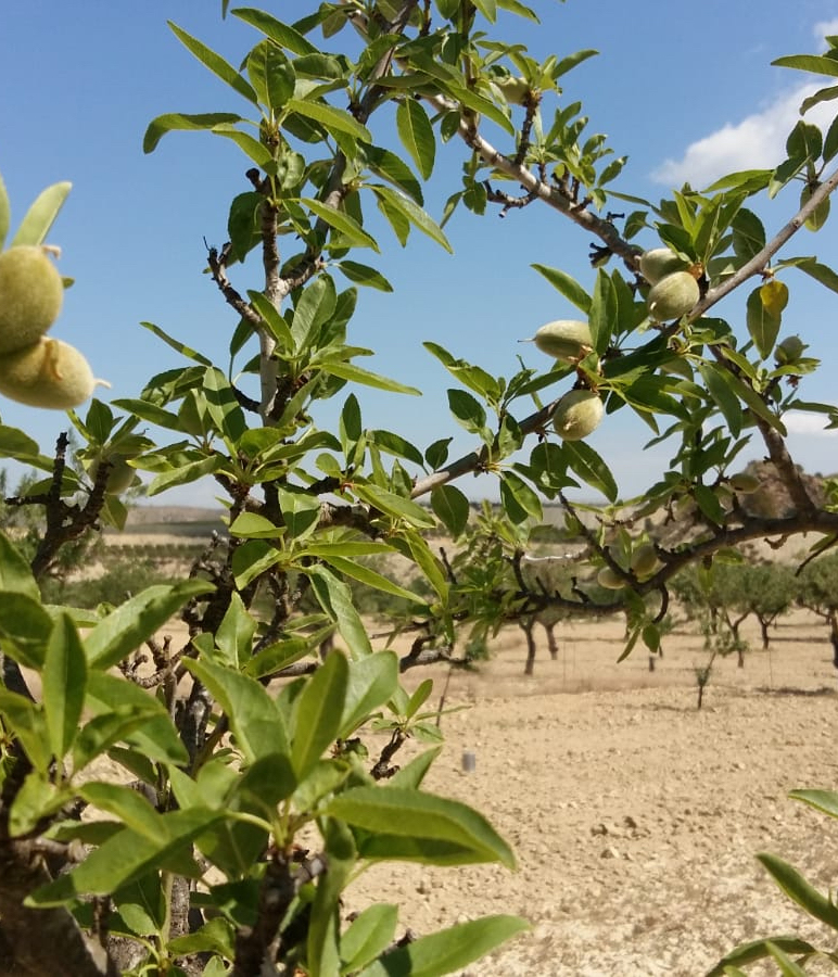 Fotografía en detalle de un almendro