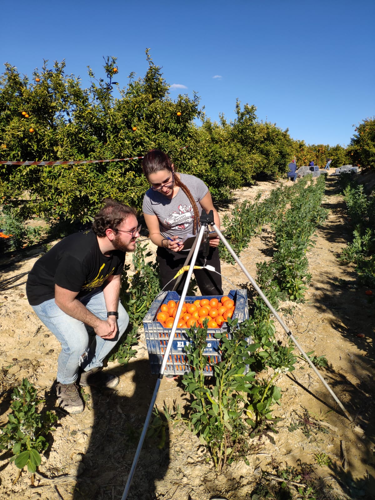 Diversifying citrus