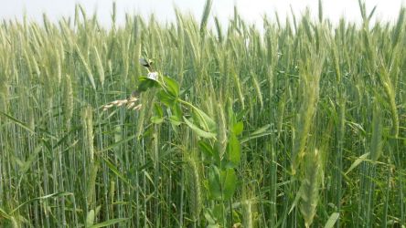 Campo di grano diversificato con piselli