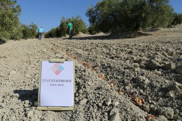 Equipo de Diverfarming sembrando el azafrán entre las calles del olivar