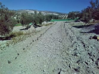 Olivar tradicional con lavanda intercalada