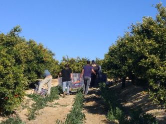 Investigadores del proyecto durante la recogida de naranjas en el caso de estudio de Murcia