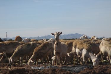 Sheeps during the study