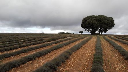 Campos de lavanda en Brihuega